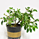 Chaenomeles P/B Esemplare Unico 30/32,50