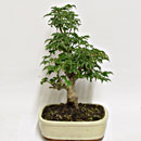 Acero Shishigashira Esemplare Unico 37/227,00