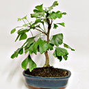 Ginkgo Esemplare Unico 37/49,50 