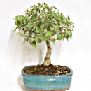 Quercia Esemplare Unico 33/49,50 