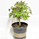 Acero Palmato P/B Esemplare Unico 40/37,50