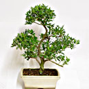 Ilex Crenata Esemplare Unico 32/39,50