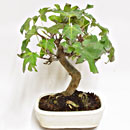 Liquidambar Esemplare Unico 32/129,00
