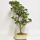 Azalea Indica Esemplare Unico 69/175,00