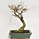 Callicarpa Esemplare Unico 28/97,00