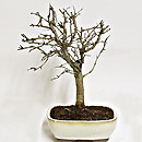 Biancospino Esemplare Unico 33/87,00