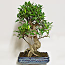 Ficus Esemplare Unico 47/87,00 (9)