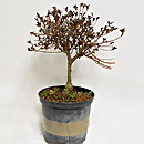 Azalea P/B Esemplare Unico 43/29,50
