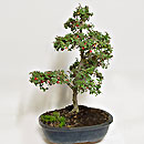 Cotonaster Esemplare Unico 44/79,00 