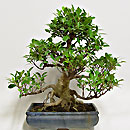 Ficus Esemplare Unico 48/135,00 (9) 
