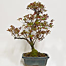 Azalea Indica Esemplare Unico 46/59,00