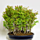Melograno Nano Bosco Esemplare Unico 36/235,00-50%
