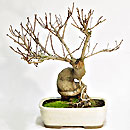 Zelkova Serrata per Boschetti 40/8,90