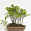 Abete Giapponese Bosco Esemplare Unico 23/199,00 