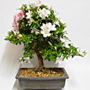 Azalea Indica Esemplare Unico 49/275,00