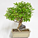 Melograno Nano Esemplare Unico 30/195,00