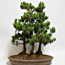 Pino a 5 Aghi Bosco Esemplare Unico 55/395,00