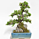 Cotonaster Esemplare Unico 25/197,00