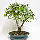 Quercia Esemplare Unico 48/119,00 