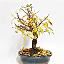 Melo Micromalus Esemplare Unico 47/115,00