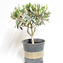 Olivo P/B Esemplare Unico 41/33,00 