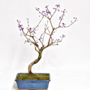 Callicarpa Esemplare Unico 40/139,00