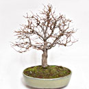 Zelkova Serrata Esemplare Unico 32/235,00 