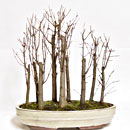 Acero Tridente Bosco Esemplare Unico 42/197,00 