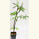 Sequoia per Boschetti  40/16,90