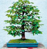 CARPINO