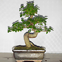 LIGUSTRO