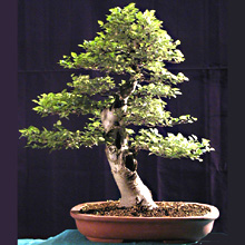 BAGOLARO 