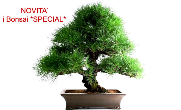 Risultati immagini per bonsai