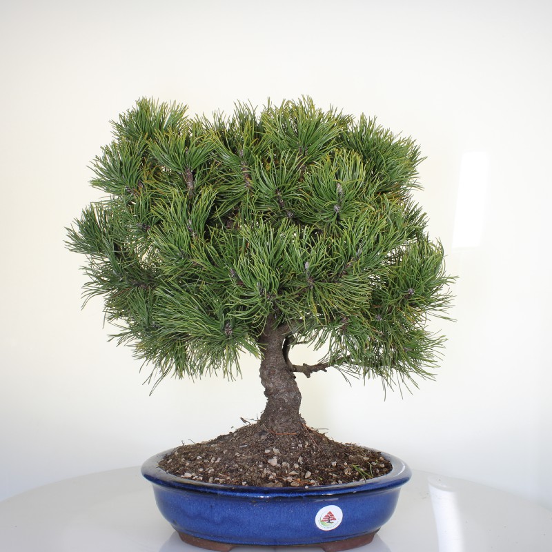 Pino Mugo Esemplare Unico cm 48-180,00  venduto | Pagine Verdi Bonsai