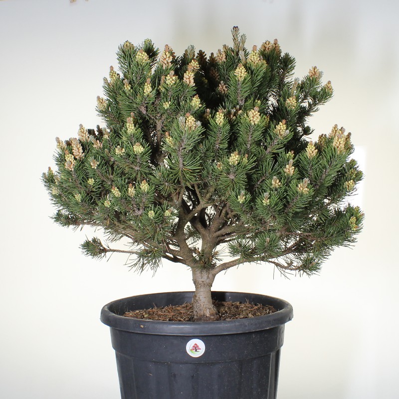 Pino Mugo P/B Esemplare Unico cm 70-198,00  | Pagine Verdi Bonsai