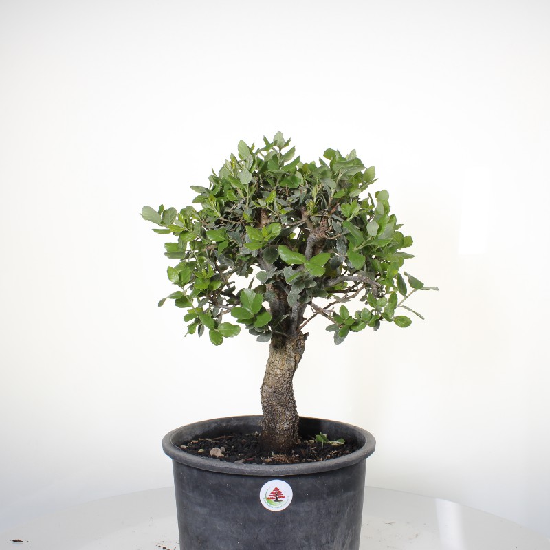 Quercia da Sughero P/B Esemplare Unico cm 45-99,00  venduto | Pagine Verdi  Bonsai