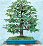 Eretto Formale (Chokkan)