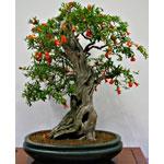 BONSAI MELOGRANO