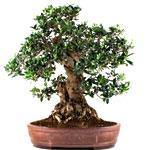 BONSAI OLIVO