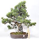BONSAI PINO A CINQUE AGHI
