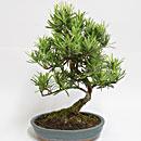 I BONSAI DA INTERNO