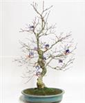 LA POTATURA DEL BONSAI