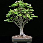 BONSAI FRASSINO