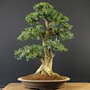 BONSAI BOSSO