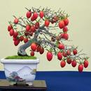 BONSAI KAKI