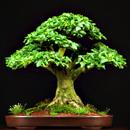 BONSAI LIGUSTRO