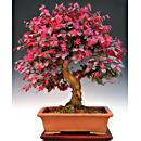 BONSAI LOROPETALUM