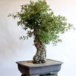 BONSAI QUERCIA DA SUGHERO