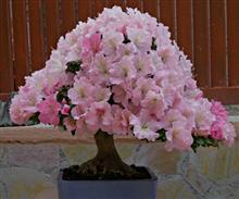 AZALEA 