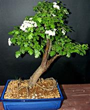 BIANCOSPINO 